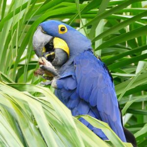 A wild Hyacinth Macaw feeds on palm nut