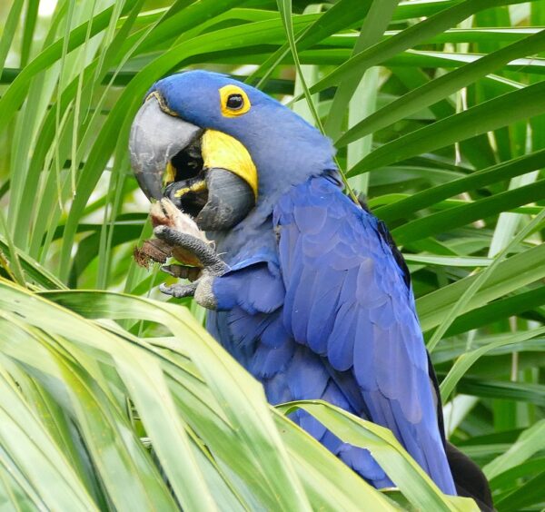 A wild Hyacinth Macaw feeds on palm nut