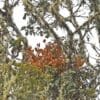 A wild Indigo-winged Parrot perches in a tree