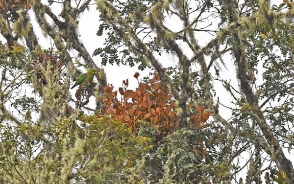 A wild Indigo-winged Parrot perches in a tree