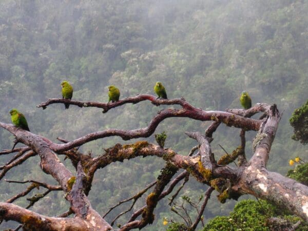 Wild Indigo-winged Parrots perch in a bare tree