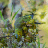 A wild Indigo-winged Parrot foraging