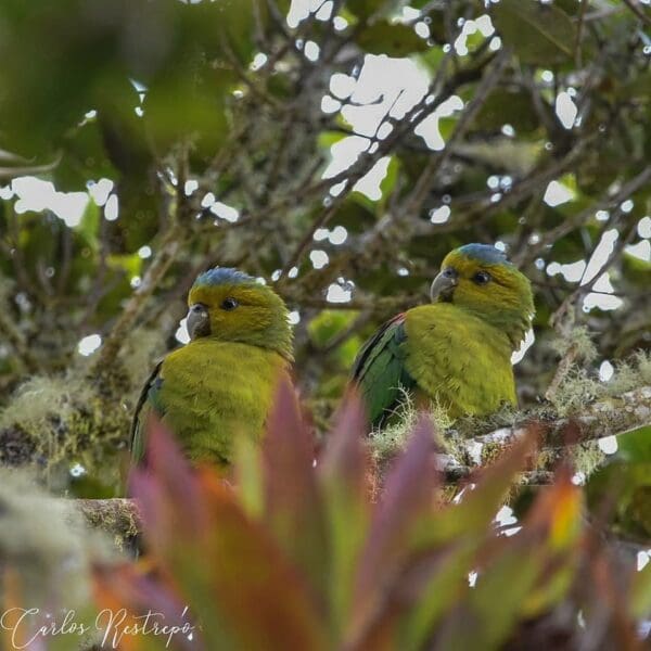 Wild Indigo-winged Parrots perch in a moss-covered tree