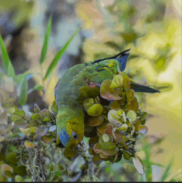 A wild Indigo-winged Parrot foraging