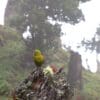 A wild Indigo-winged Parrot perches on a stump