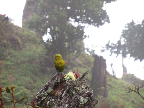 A wild Indigo-winged Parrot perches on a stump