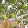 Wild Indigo-winged Parrots perch in a moss-covered tree