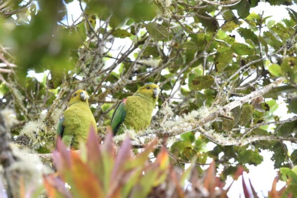 Wild Indigo-winged Parrots perch in a moss-covered tree