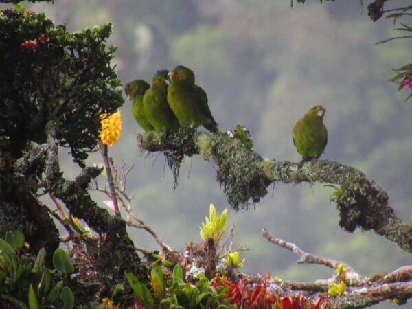 Wild Indigo-winged Parrots perch on a limb