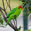 An Iris Lorikeet perches on a branch