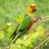 A wild Jandaya Conure perches in a tree
