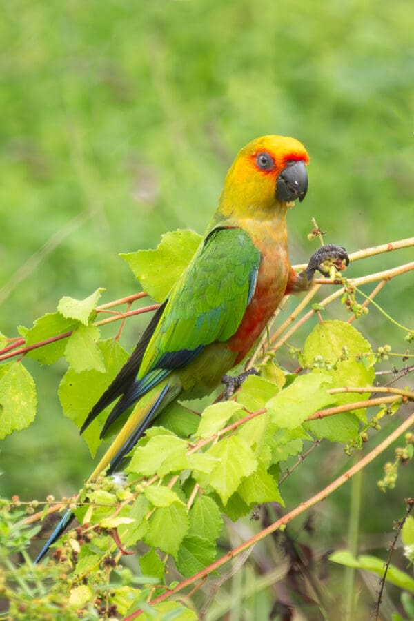 A wild Jandaya Conure perches in a tree