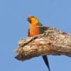 A wild Jandaya Conure perches on a limb