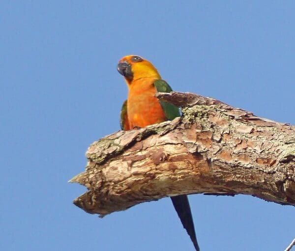 A wild Jandaya Conure perches on a limb