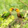 Wild Jandaya Conures perch in a tree