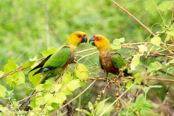 Wild Jandaya Conures perch in a tree