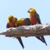 Wild Jandaya Conures huddle on a branch
