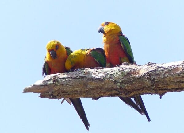 Wild Jandaya Conures huddle on a branch