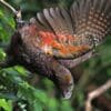A wild Kākā hangs from a branch