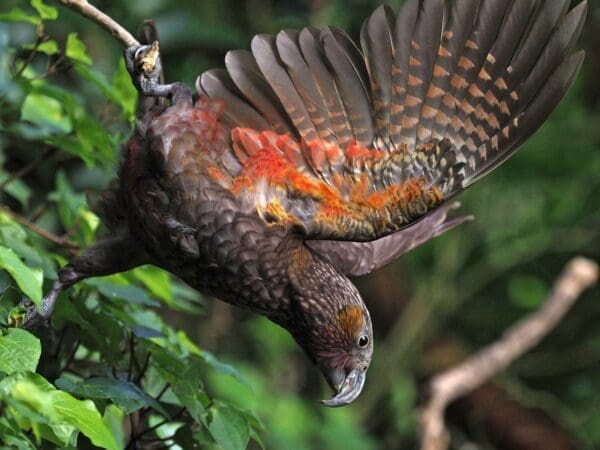 A wild Kākā hangs from a branch