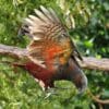 A wild Kākā in flight lands