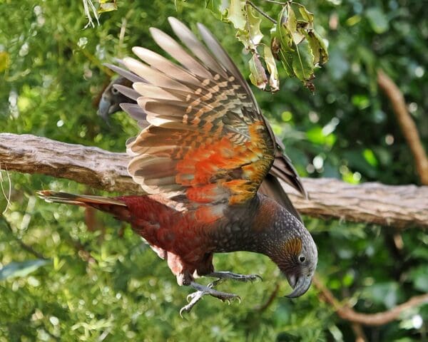 A wild Kākā in flight lands