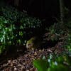 © Jake Osborne CC BY-NC-SA 4.0 via Flickr A wild Kākāpō on the ground in the darkness