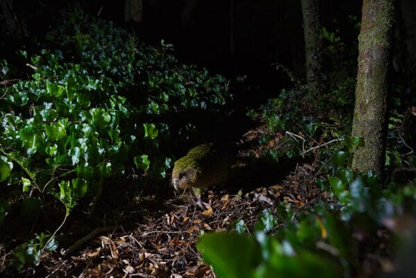 A wild Kākāpō on the ground in the darkness