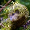 © Jake Osborne CC BY-NC-SA 2.0 via Flickr Wild Kākāpō 'Kenneth' searches the forest