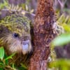 © Jake Osborne CC BY-NC-SA 4.0 via Flickr Wild Kākāpō 'Kenneth' peers around a small tree