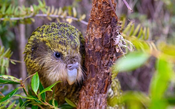 Wild Kākāpō 'Kenneth' peers around a small tree