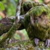 © Jake Osborne CC BY-NC 2.0 via Flickr Wild Kākāpō 'Ralph' perches on a log