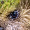 © Jake Osborne CC BY-NC 2.0 via Flickr Closeup of Kākāpō 'Rangi'