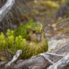© Jake Osborne CC BY-NC-SA 4.0 via Flickr Wild Kākāpō 'Sinbad' huddles on the ground