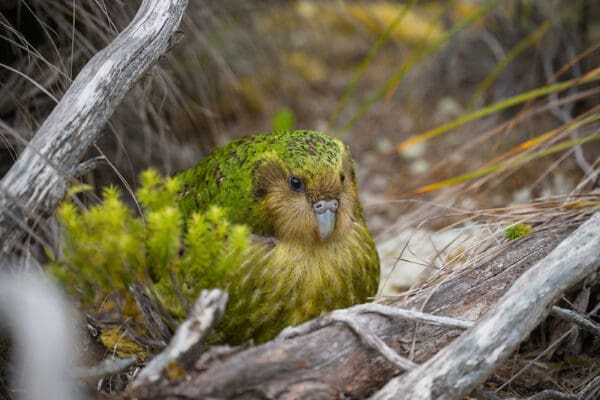 Wild Kākāpō 'Sinbad' huddles on the ground