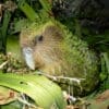 © Department of Conservation NZ CC BY 2.0 via Flickr Wild Kākāpō 'Sirocco' nestles in leaves