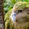 © Jake Osborne CC BY-NC-SA 4.0 via Flickr A closeup of wild Kākāpō 'Sirocco'