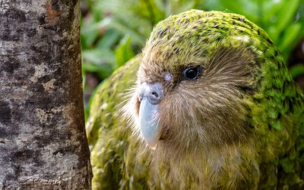 A closeup of wild Kākāpō 'Sirocco'