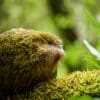 © Jake Osborne CC BY-NC-SA 4.0 via Flickr Wild Kākāpō 'Tolora' nestles on moss