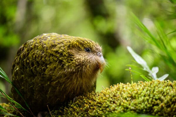 Wild Kākāpō 'Tolora' nestles on moss