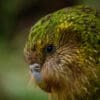 © Jake Osborne CC BY-NC-SA 4.0 via Flickr Closeup of wild Kākāpō 'Xena'