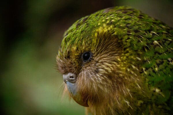Closeup of wild Kākāpō 'Xena'