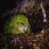 © Jake Osborne CC BY-NC-SA 4.0 via Flickr A wild female Kākāpō in a nest