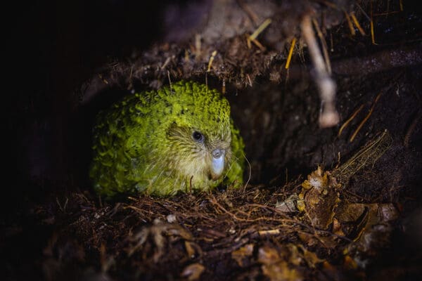 A wild female Kākāpō in a nest