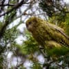 © Jake Osborne CC BY-NC-SA 4.0 via Flickr A wild Kākāpō perches in a tree