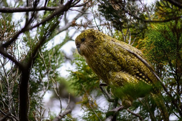 A wild Kākāpō perches in a tree