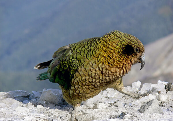 A wild Kea perches on a mountain top