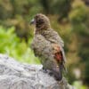 A wild Kea perches on a rock