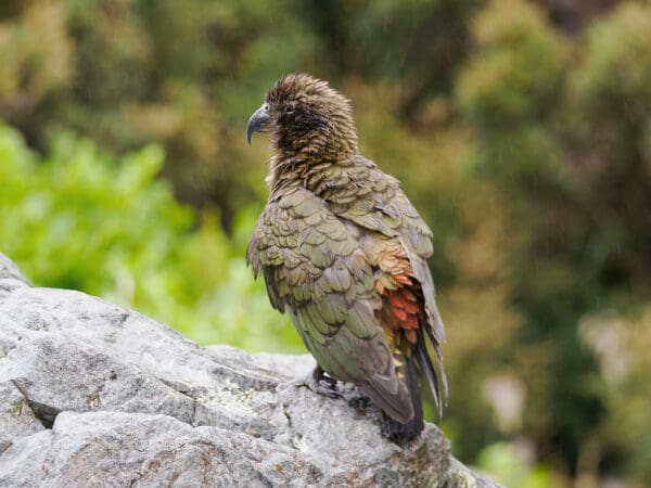 A wild Kea perches on a rock