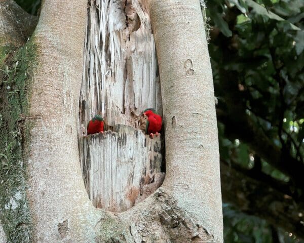 Wild Kuhl's Lorikeets cling to a tree trunk
